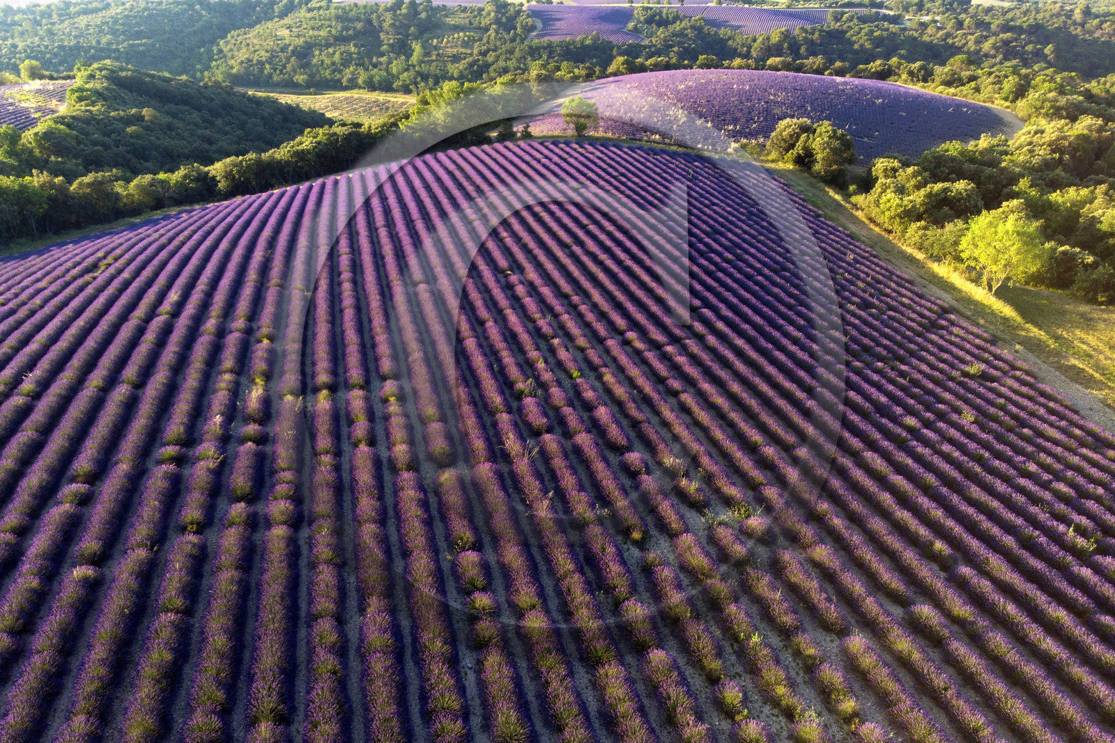 France, Valensole