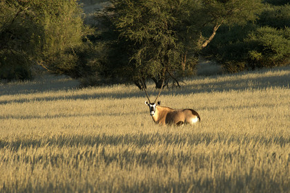 Namibie, Kalahari