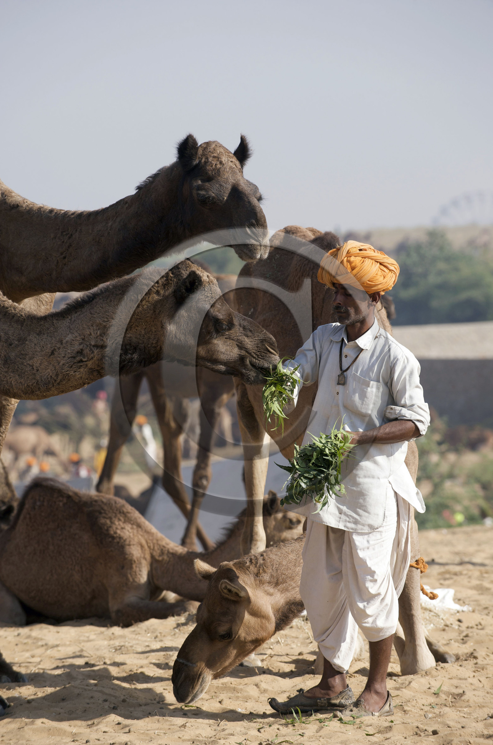 Inde, Pushkar