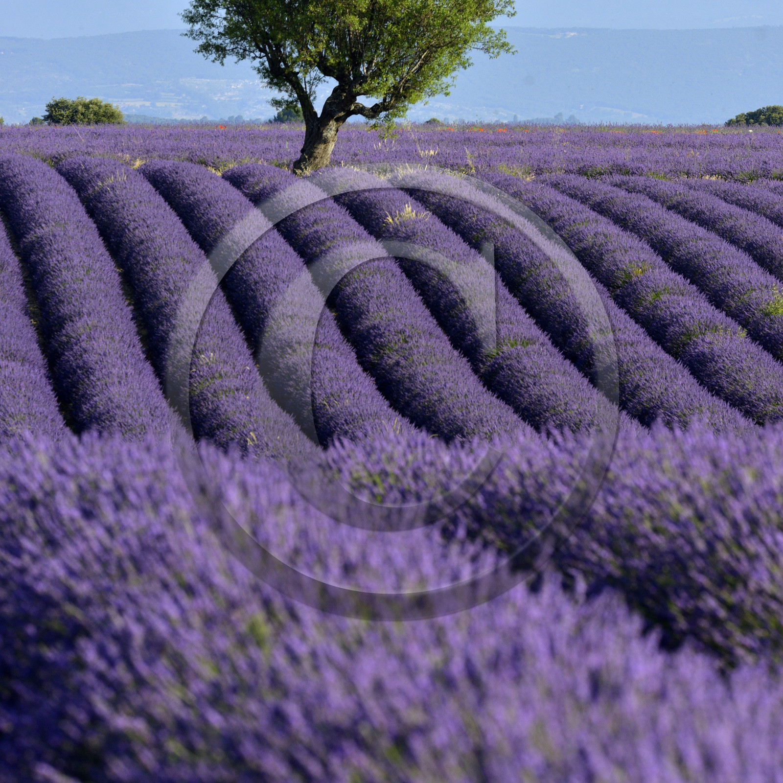 France, Valensole