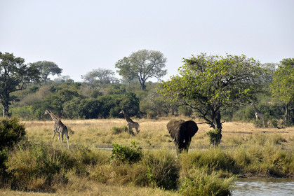 AFS, Kruger