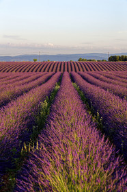 France, Valensole