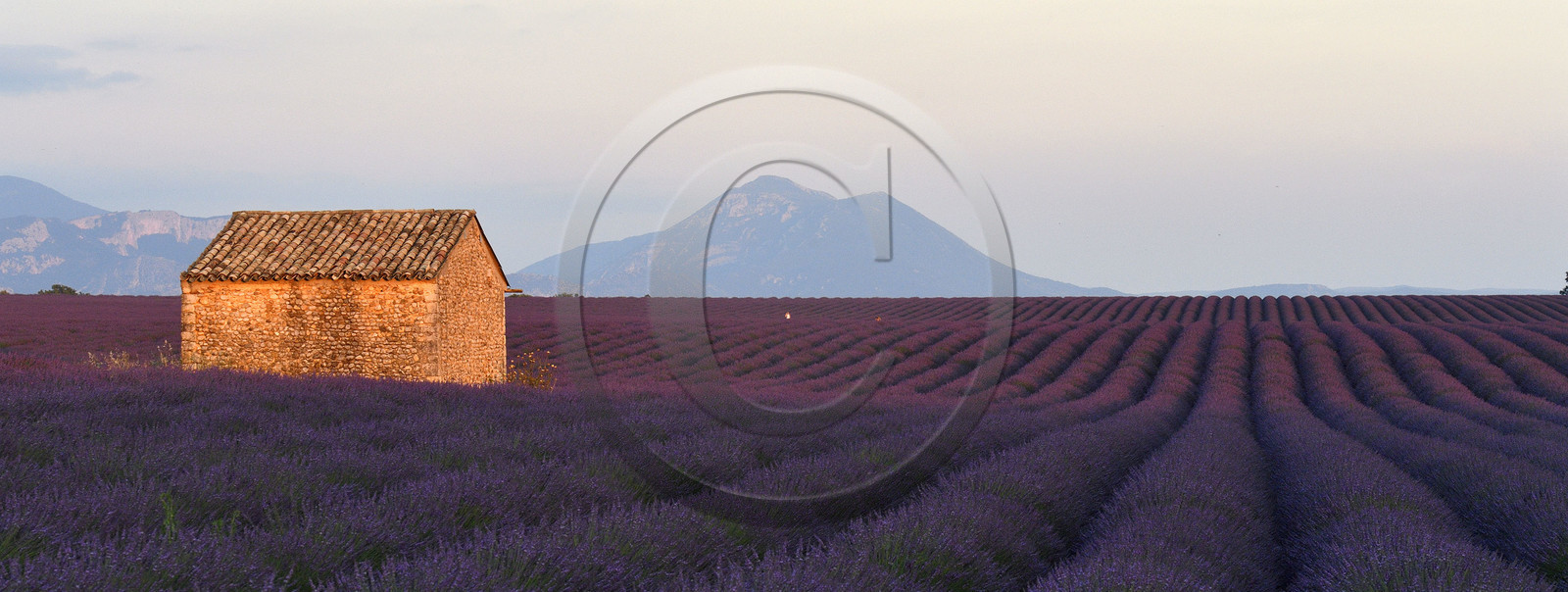 France, Valensole