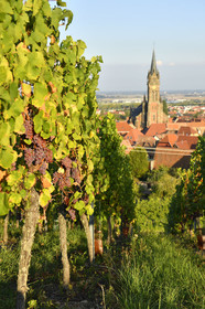 France, Dambach la Ville