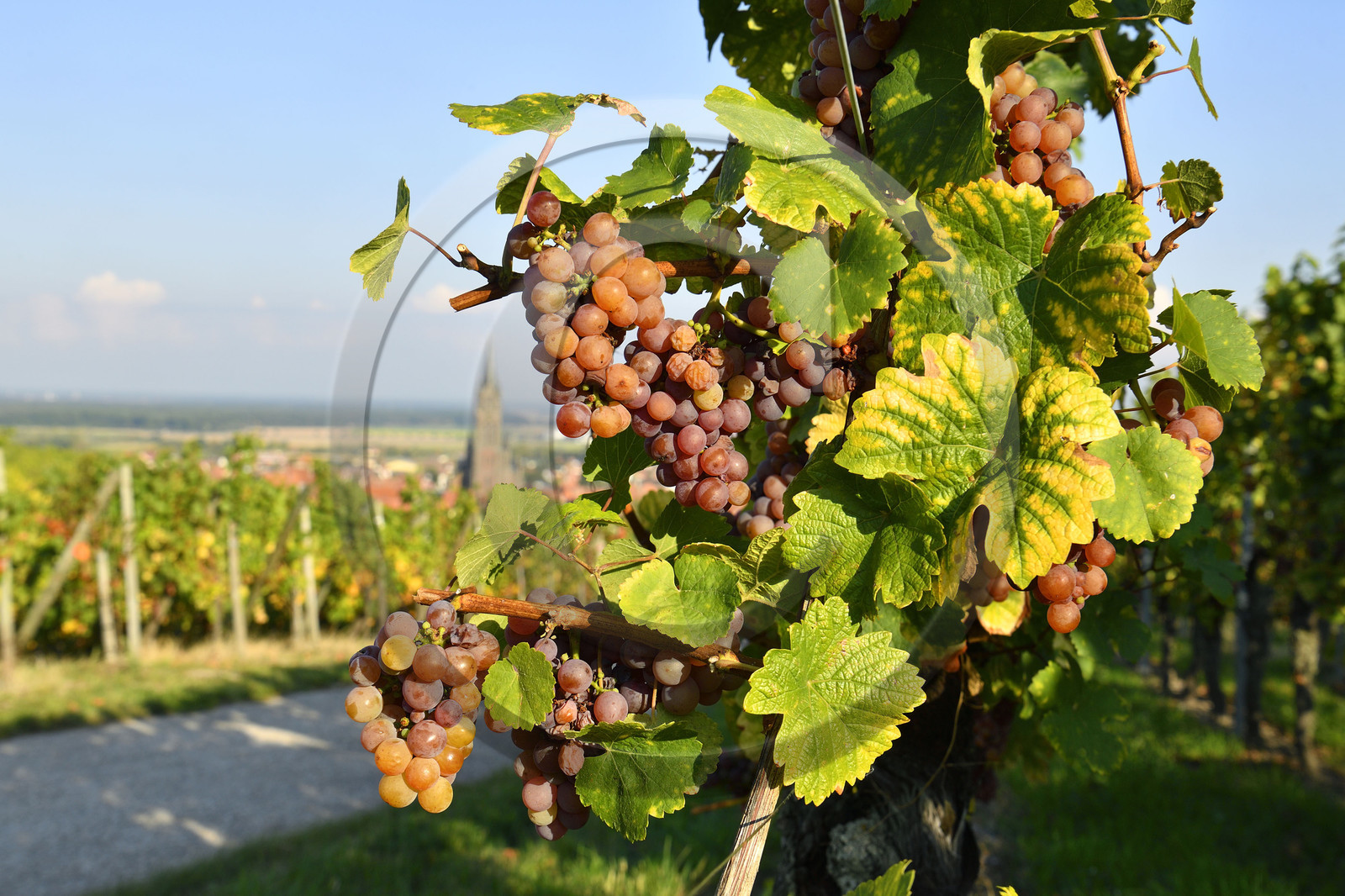 France, Dambach la Ville