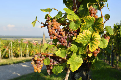 France, Dambach la Ville