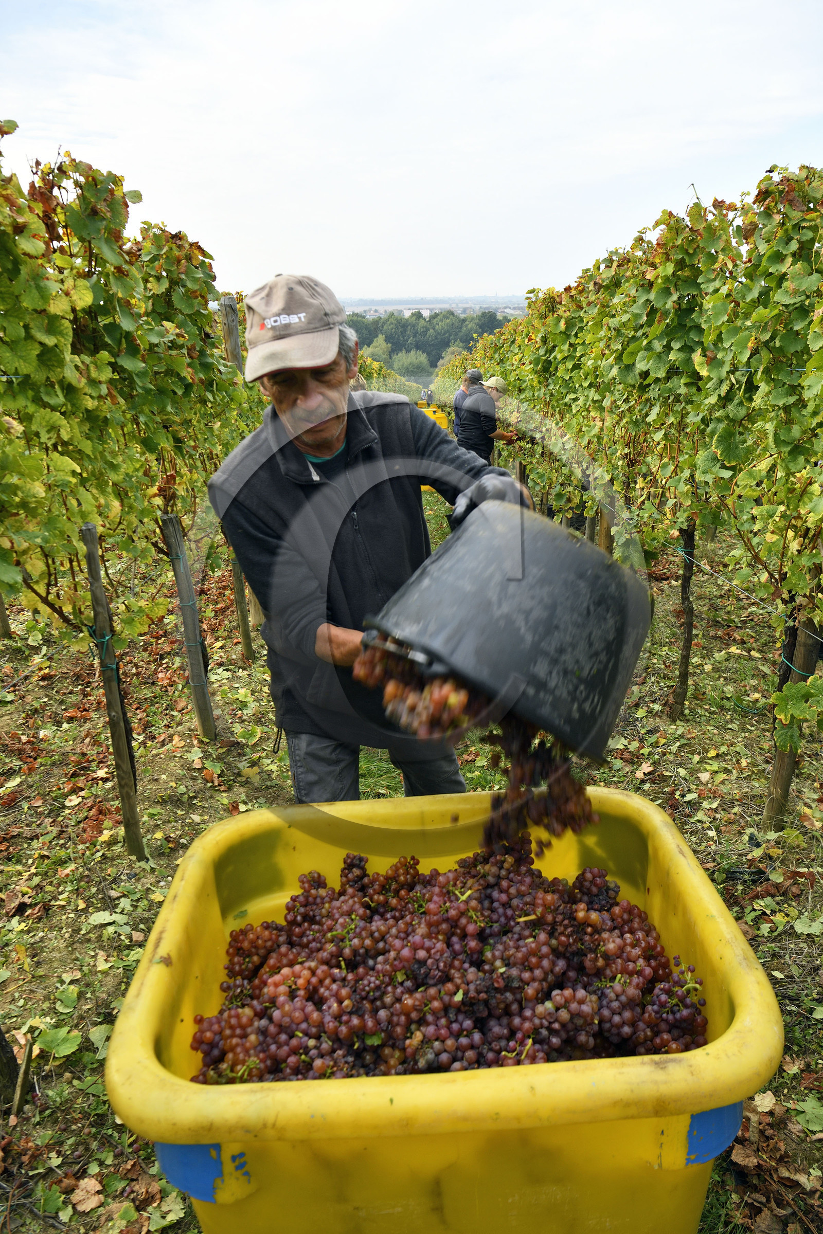 France, Dambach la Ville