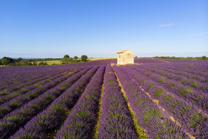 France, Valensole