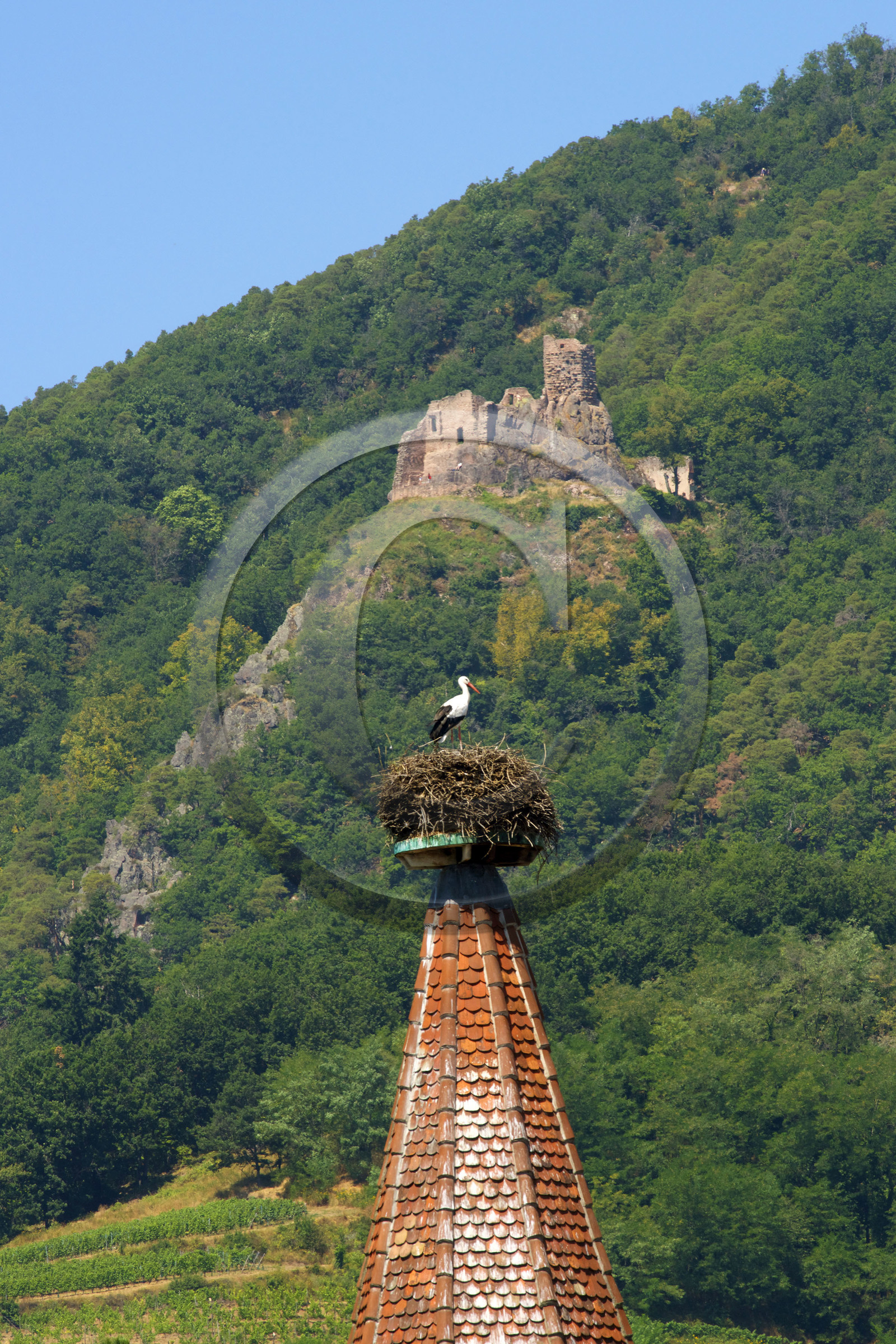 France,  Ribeauville