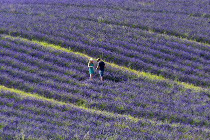 France, Valensole