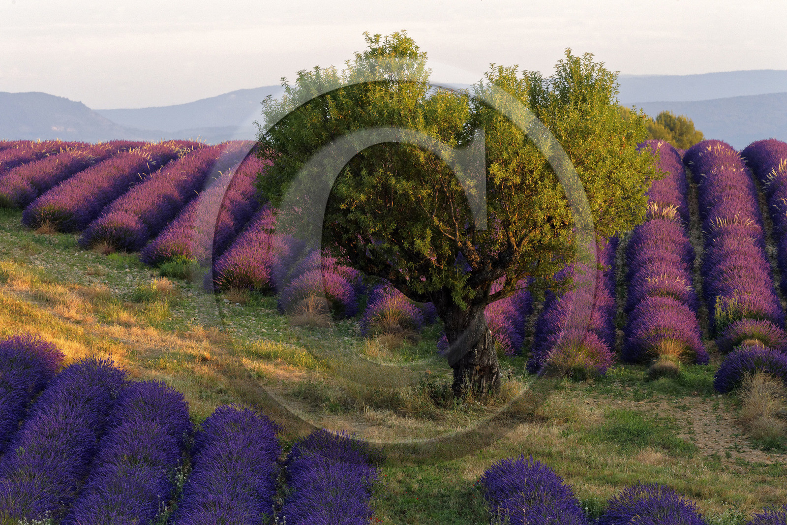 France, Valensole