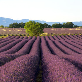 France, Valensole