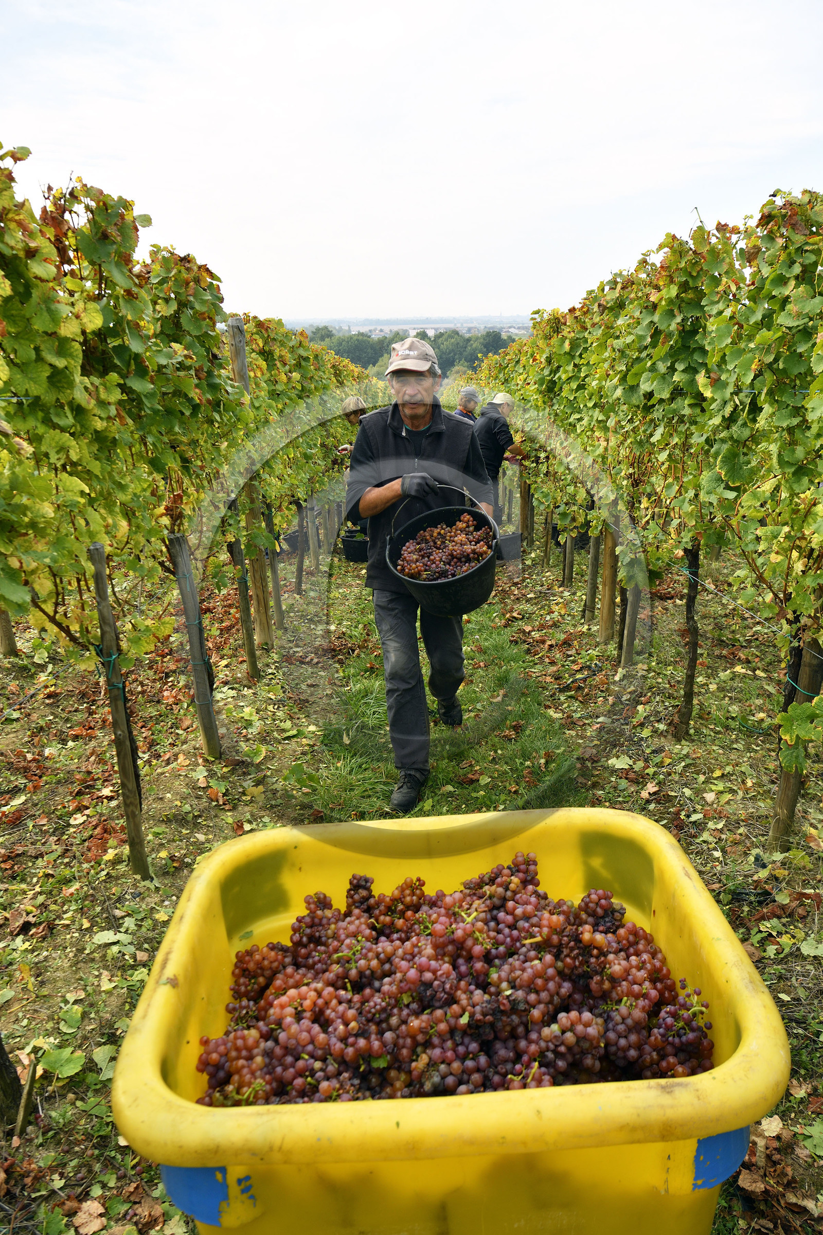 France, Dambach la Ville