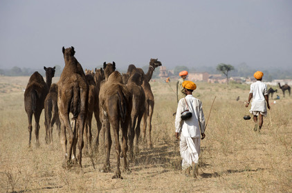 Inde, Pushkar