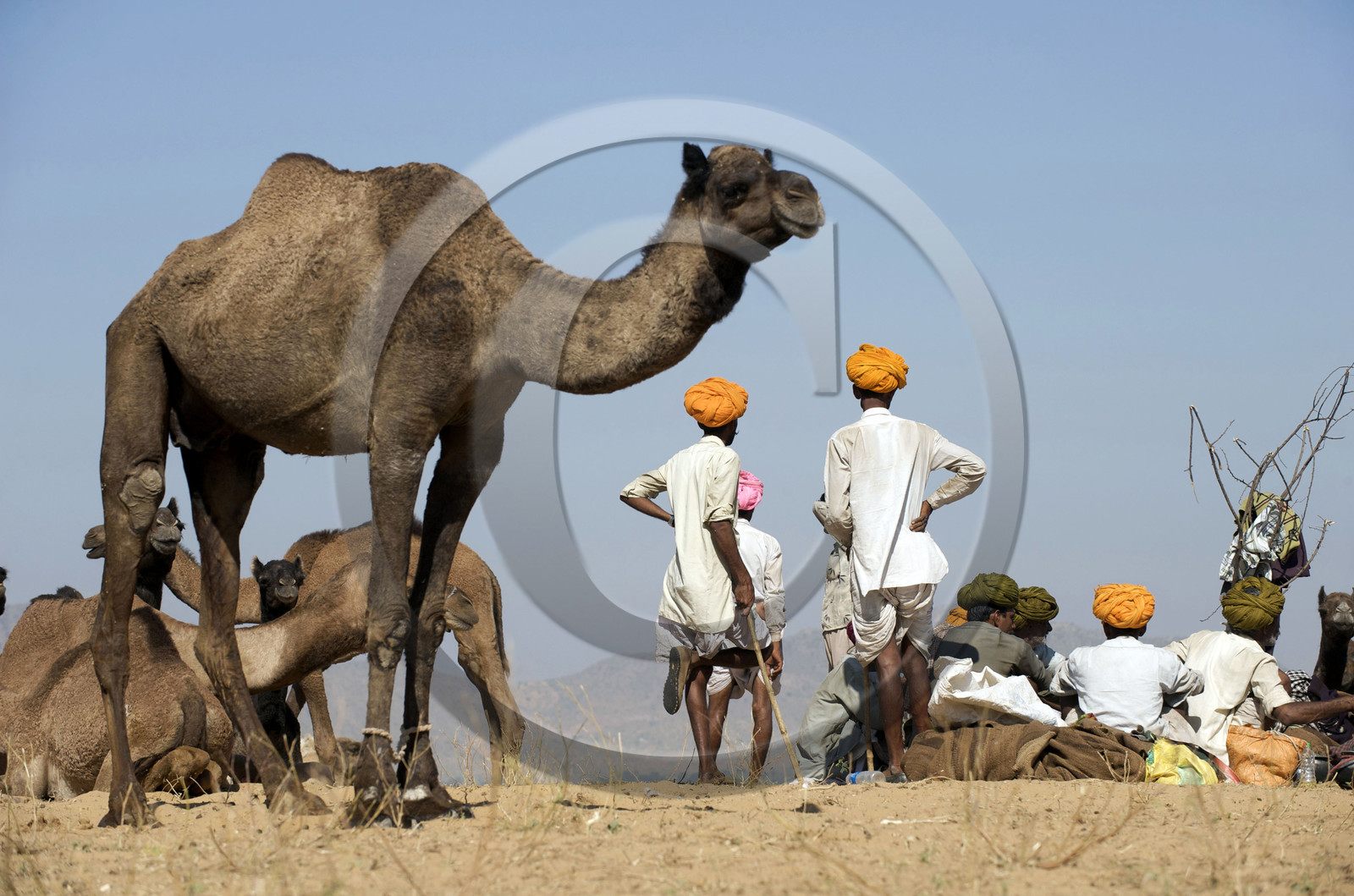 Inde, Pushkar