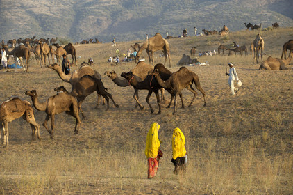 Inde, Pushkar