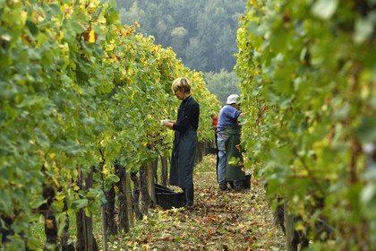 France, Dambach la Ville