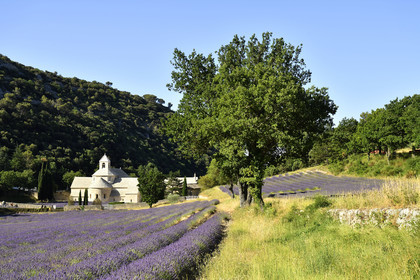 France, Senanque