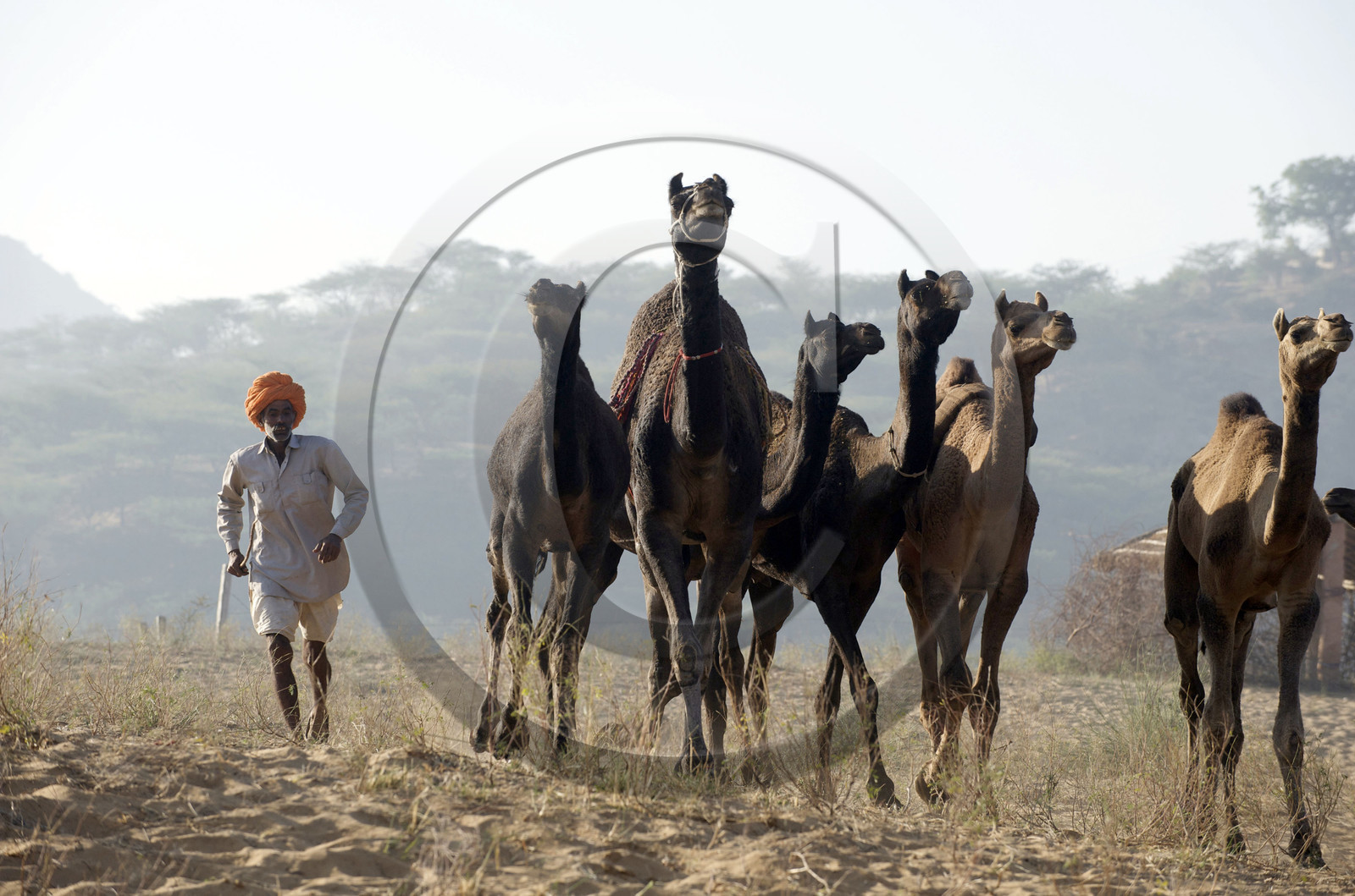 Inde, Pushkar