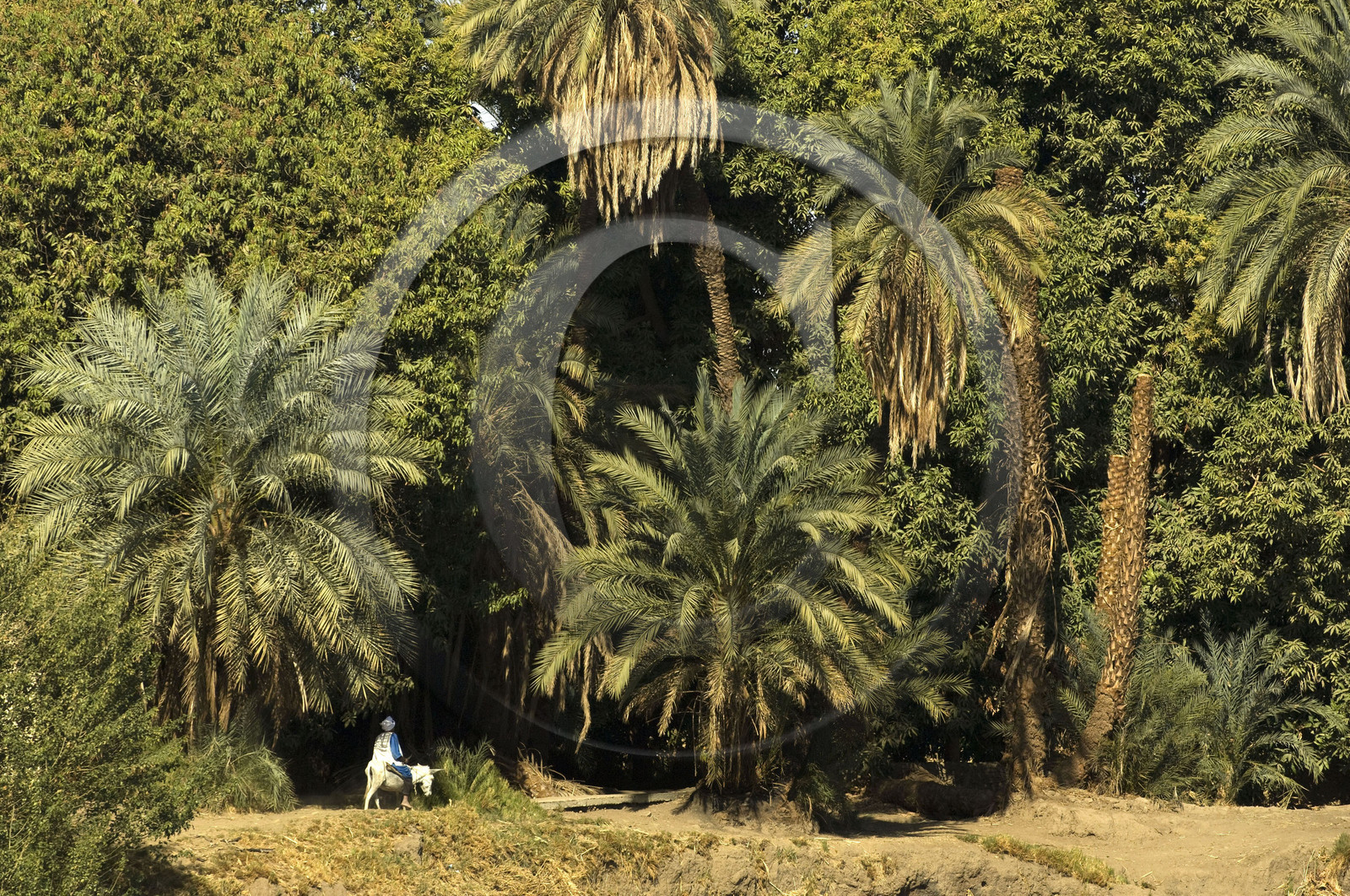 Egypte, vallée du Nil