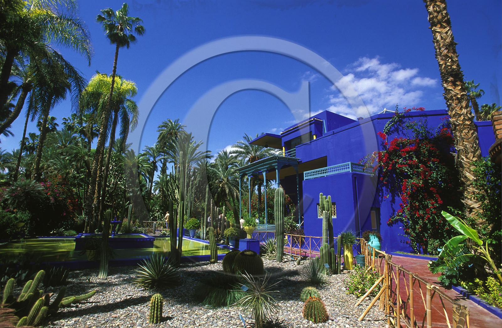 MAROC   MARRAKECH.JARDINS MAJORELLE