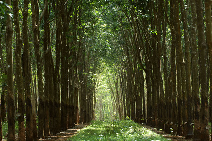 HAUTS PLATEAUX DU CENTRE. VIETNAM