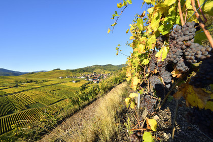 France, Niedermorschwihr