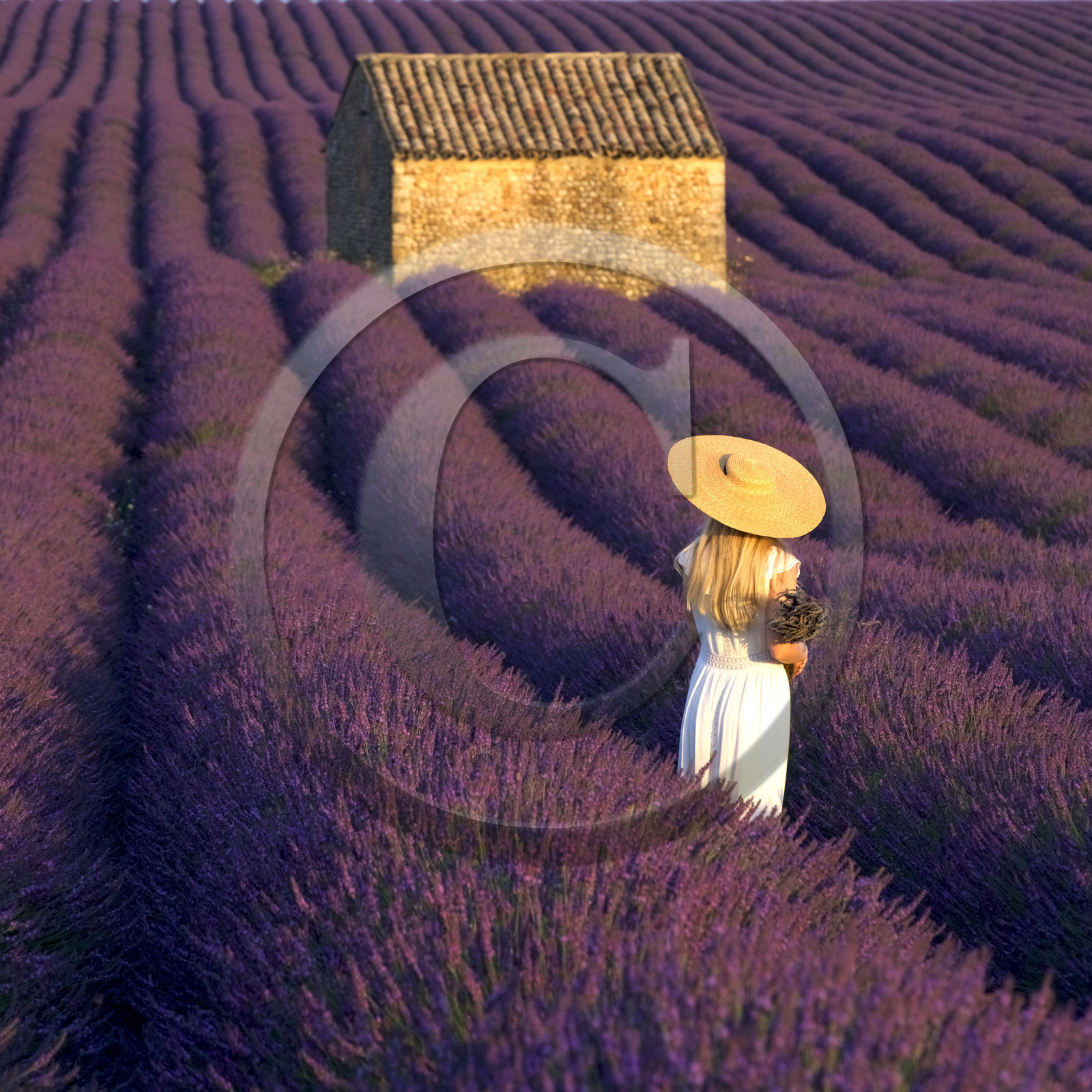France, Valensole