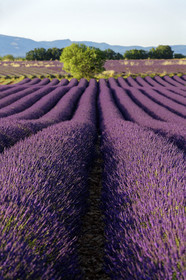 France, Valensole