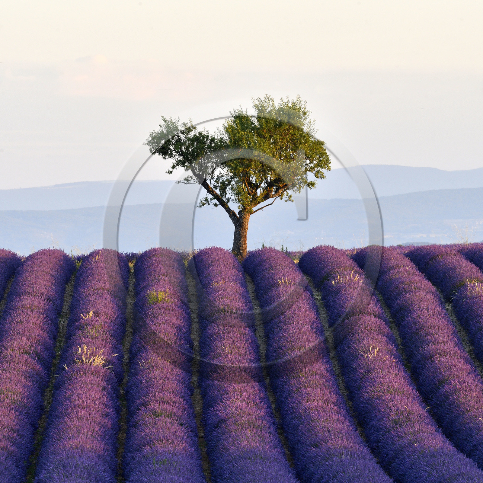 France, Valensole