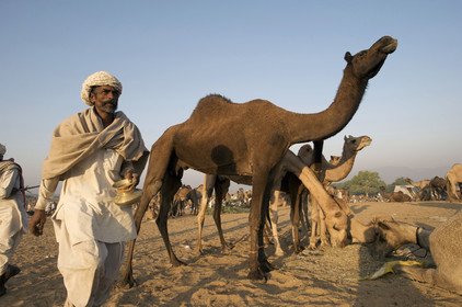Inde, Pushkar