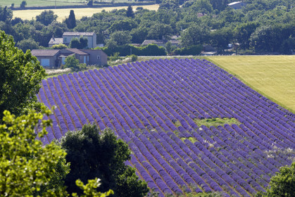 France, Valensole