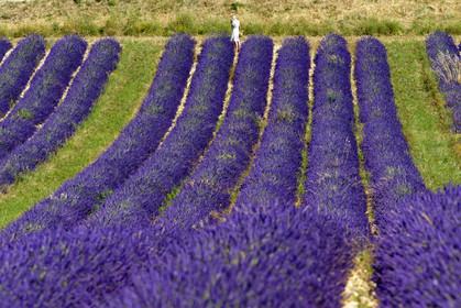 France, Valensole