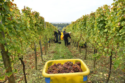 France, Dambach la Ville