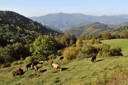 France, Grand Ballon