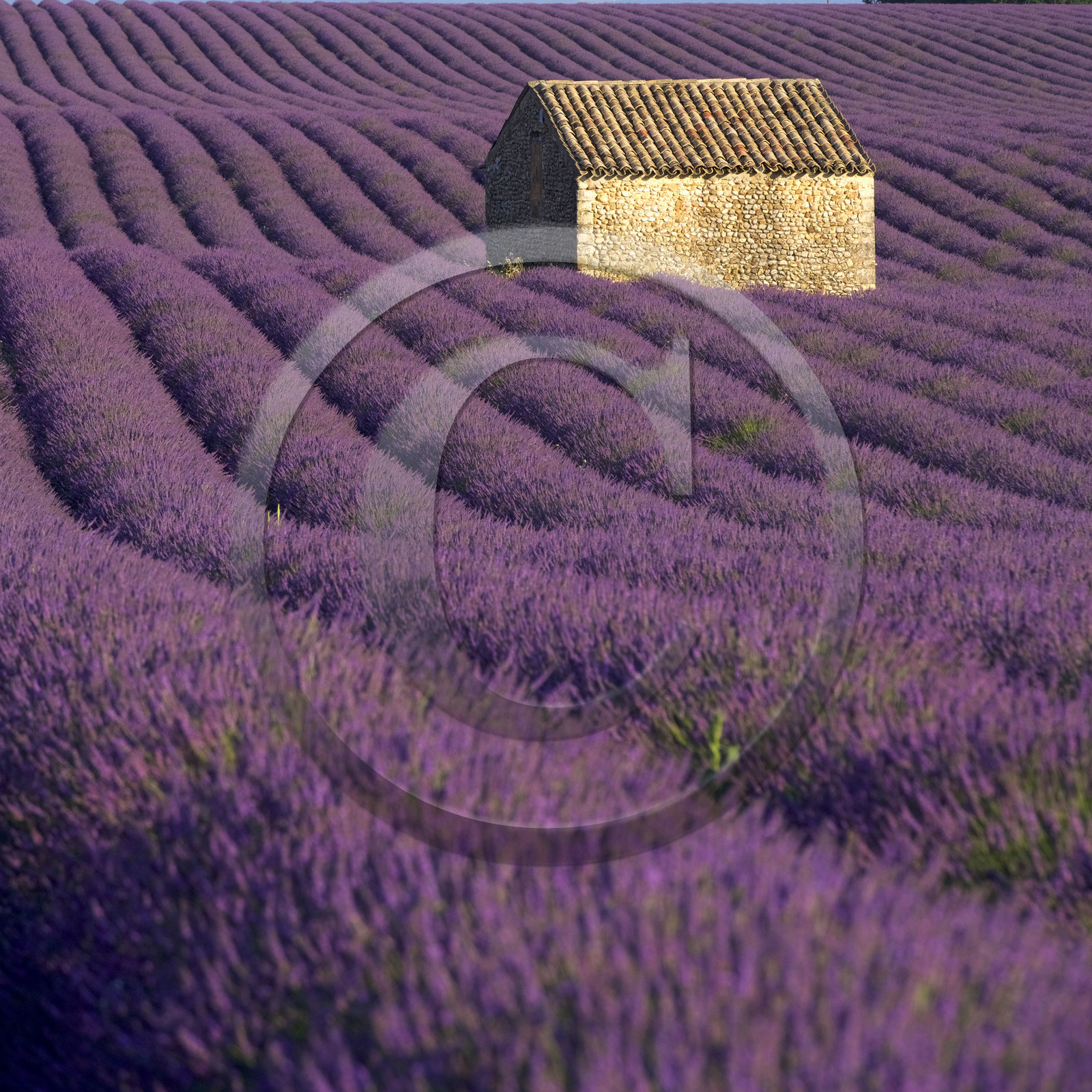 France, Valensole