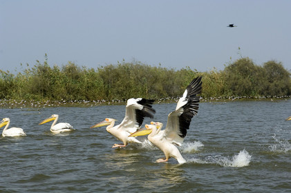 Djoudj, Sénégal