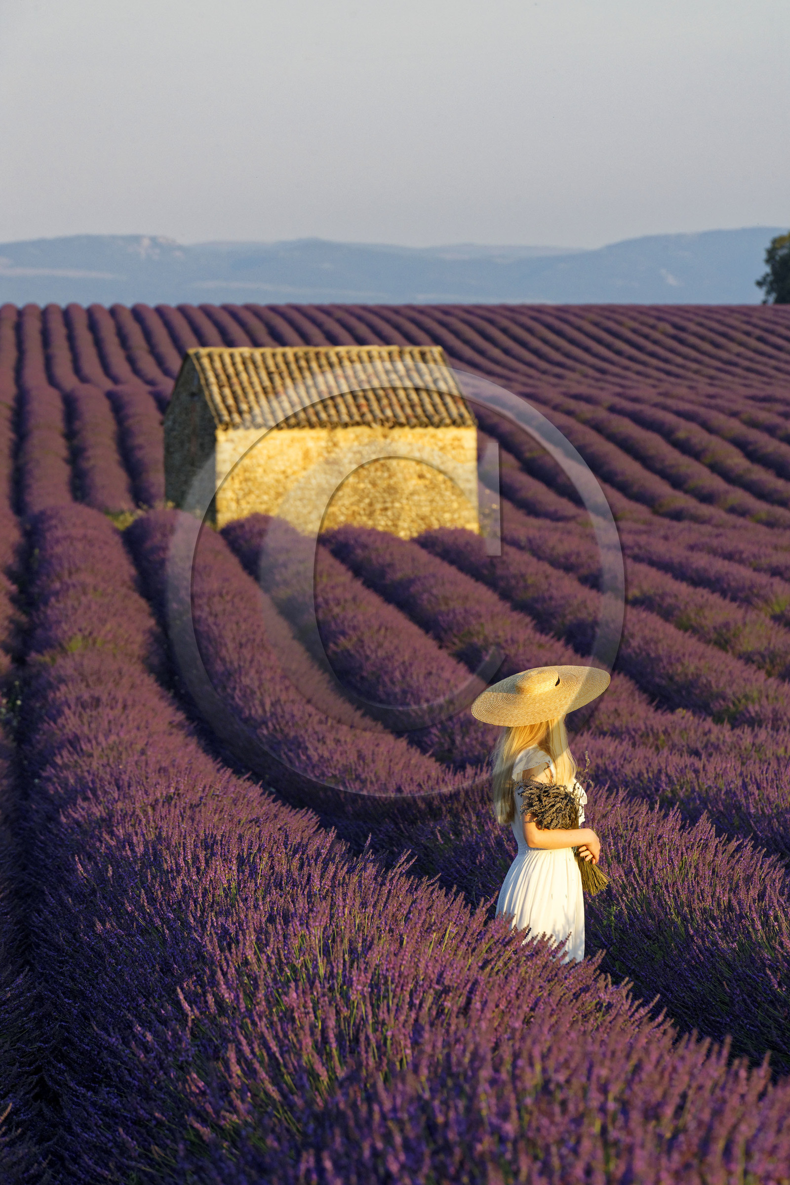 France, Valensole