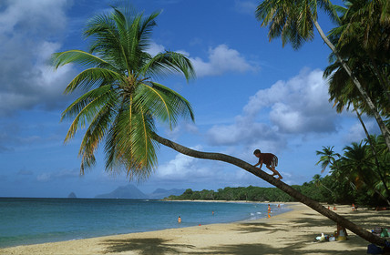 Plage des Salines. Martinique. Antilles Françaises