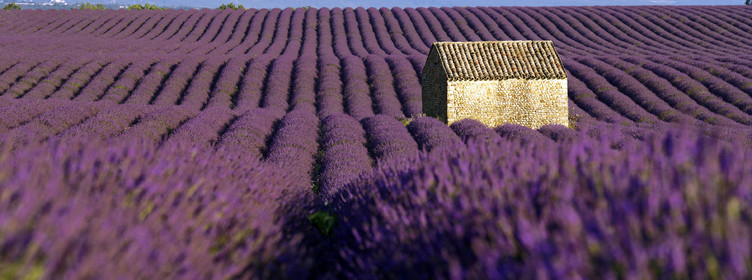 France, Valensole