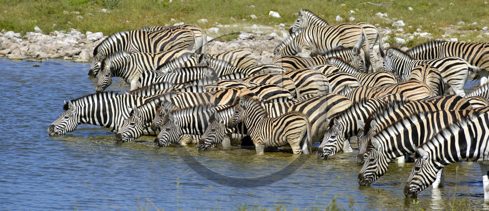 Namibie, Etosha