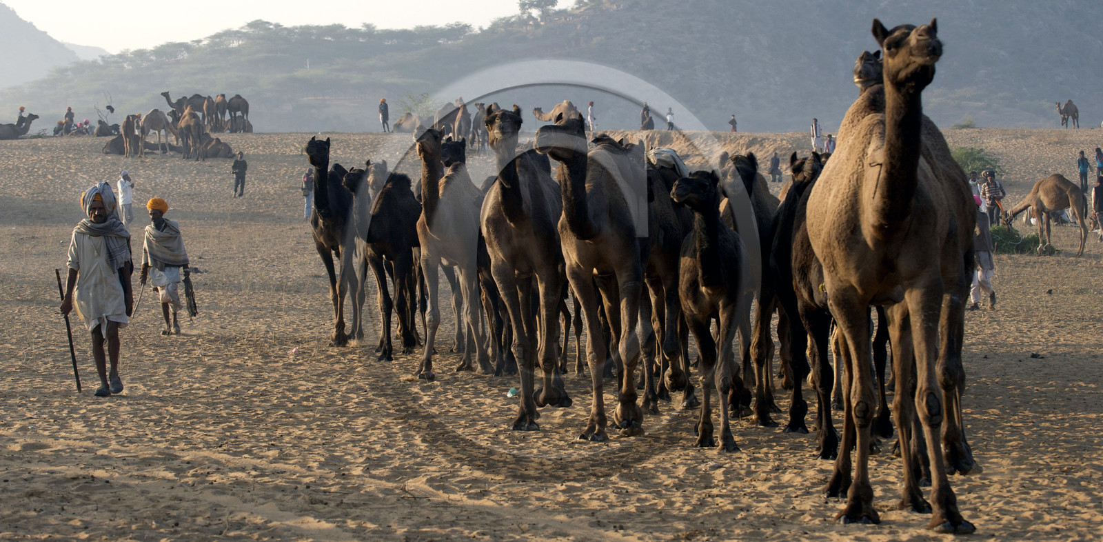Inde, Pushkar