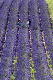 France, Valensole