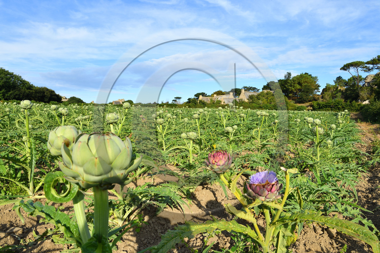 France, Plougrescant