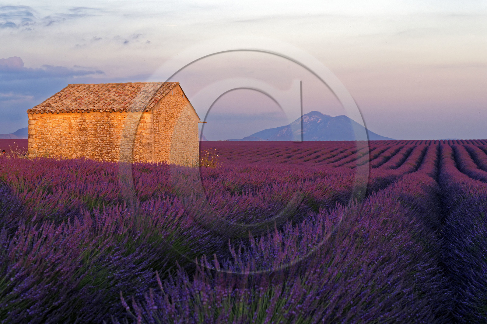 France, Valensole