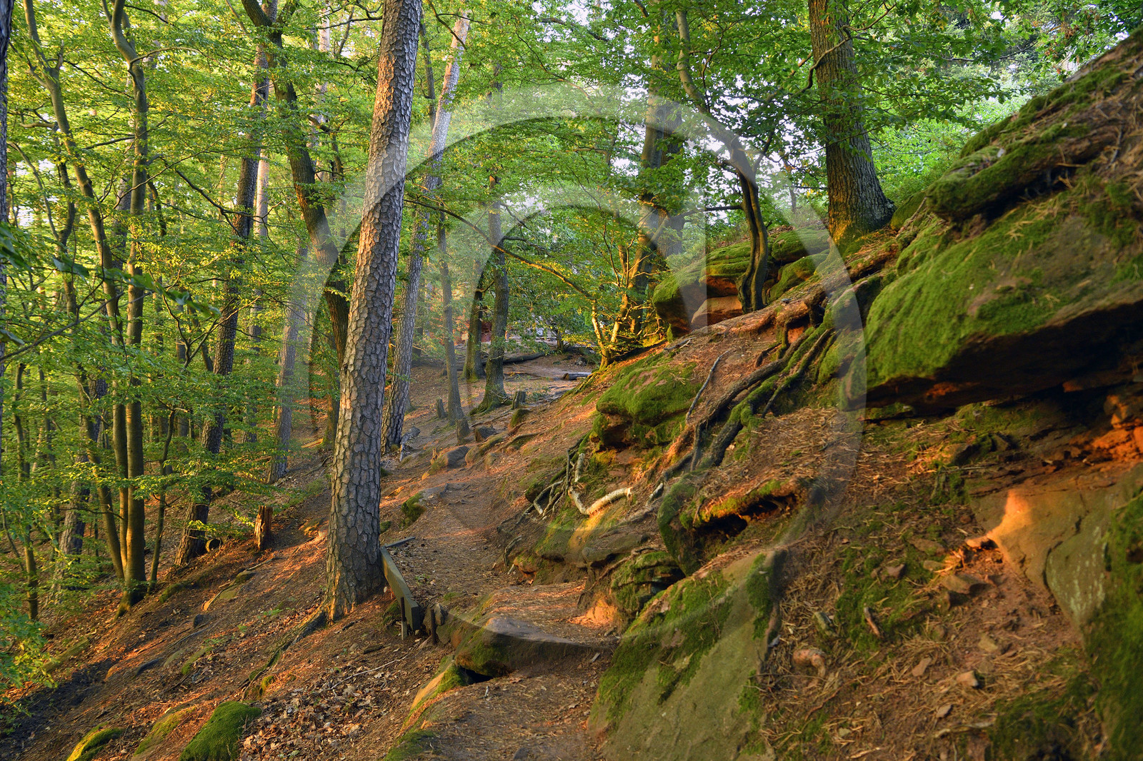 France, Fleckenstein