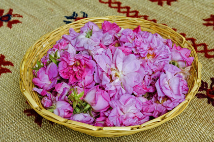 Roses, Maroc