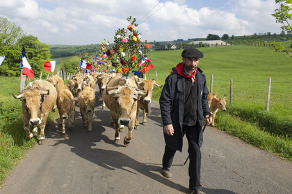 France, Aubrac