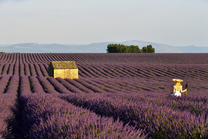France, Valensole
