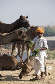 Inde, Pushkar